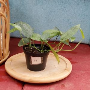 Cebu Blue Pothos 3" pot